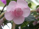 Double Pink Rose 27-07-2012