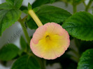 Achimenes Hugues Aufray