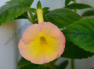 Achimenes Hugues Aufray