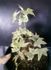 variegated english ivy