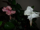 Hibiscus Dainty Pink   White Swann