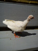 DSC00718