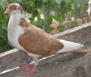 17g(2012)