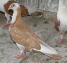 19g(2012)