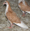 20g(2012)