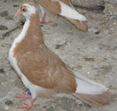 26g(2012)