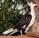12pn(2012)