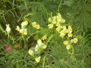 Common Toadflax (2012, July 26)