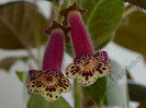 NEW - Kohleria Villands Vanga  (GS)