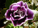 IMAG0002