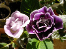 IMAG0007