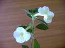 IMAG0030