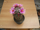 Mamillaria multiceps v grisea