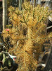 Cylindropuntia molesta