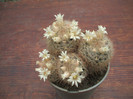 Mamillaria pennispinosa