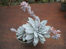 Echeveria lauii