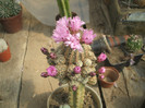 Gymnocalycium bruchii v albispinum