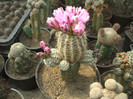 Gymnocalycium bruchii albispinum