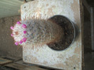 DSCF2864