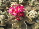 Sulcorebutia mentosa