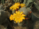 Rebutia krainsiana
