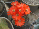 Aylostera kupperiana