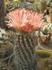 Neokilenia jussieui