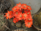 Aylostera kupperiana