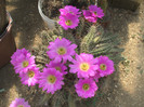 Echinocereu merkerii