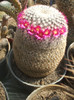 Mamillaria lanata