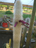Cleistocactus strausii