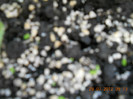 29,07.2012 007-exp. nr. 1