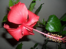 Hibiscus Rouge Tropique