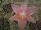 zephyranthes rosea