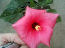 29 iulie 2012-flori 005