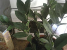 zamioculcas