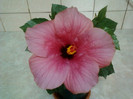 29 iulie 2012-flori 013