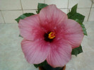 29 iulie 2012-flori 016