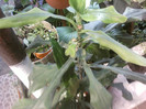 dracena