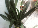 sabiuta
