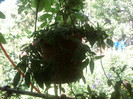 hoya
