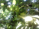 Fotografii-0187