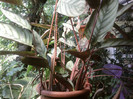 cthenante