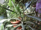dracena