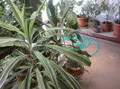 dracena