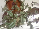 telegraf, tradescantia