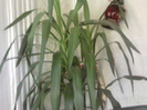 yucca
