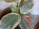 ficus