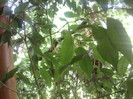 ficus benjamina