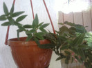 eschinantus
